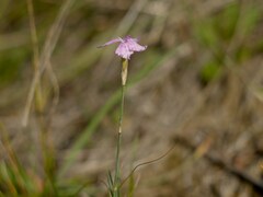 Dianthus