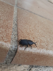 Scyphophorus acupunctatus