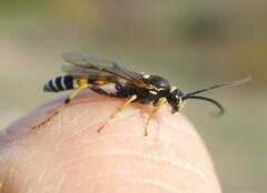 Spilichneumon occisorius
