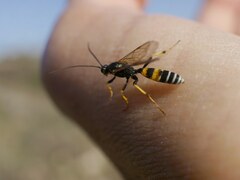 Spilichneumon occisorius
