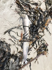 Notorynchus cepedianus