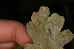 Nepticuloidea