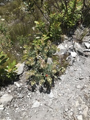 Leucospermum mundii