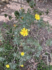 Euryops