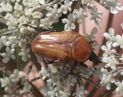 Leucocelis rubra