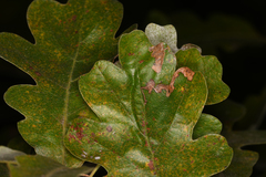 Nepticuloidea