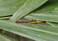 Fodina contigua