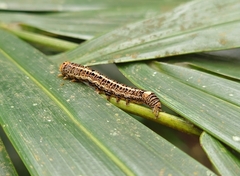 Fodina contigua