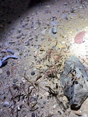 Hypertelis umbellata