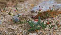 Eriogonum angulosum