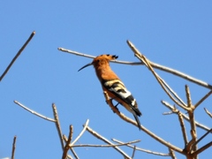 Upupa epops africana