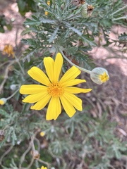 Euryops