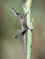 Clematodes vanduzeei