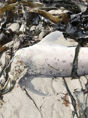 Notorynchus cepedianus