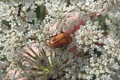 Leucocelis rubra