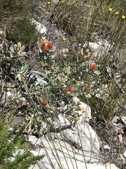 Leucospermum mundii