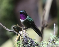 Heliangelus amethysticollis