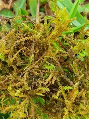 Rhynchostegium megapolitanum
