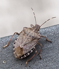 Halyomorpha halys
