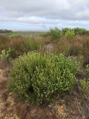 Leucadendron linifolium