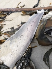 Notorynchus cepedianus