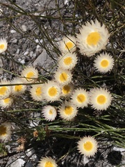 Syncarpha speciosissima