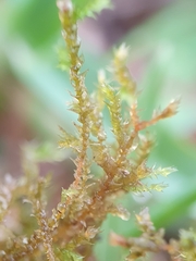 Rhynchostegium megapolitanum