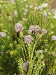 Leucadendron linifolium