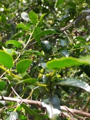Rhamnus prinoides