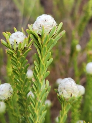 Leucadendron linifolium