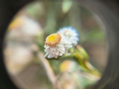 Helichrysum argyrosphaerum