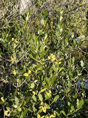 Avicennia germinans