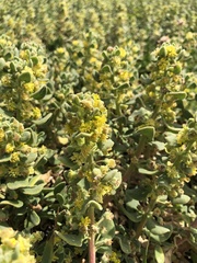 Tetragonia decumbens