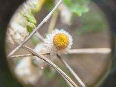 Helichrysum argyrosphaerum