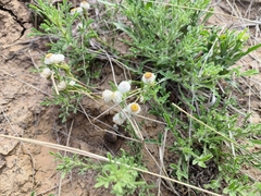 Helichrysum argyrosphaerum