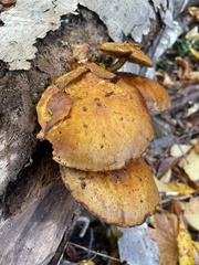 Gymnopilus luteus