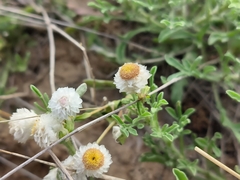 Helichrysum argyrosphaerum
