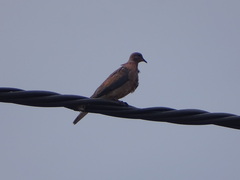 Streptopelia senegalensis senegalensis