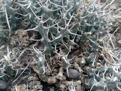 Euphorbia septentrionalis