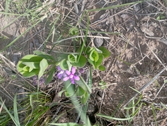 Raphionacme hirsuta