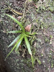 Aechmea recurvata