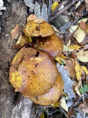 Gymnopilus luteus