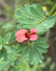 Indigofera stricta