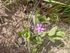 Raphionacme hirsuta
