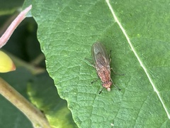 Sciomyzoidea