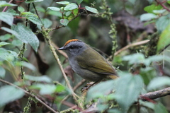 Myiothlypis coronata