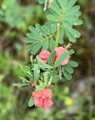 Indigofera stricta