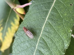 Sciomyzoidea