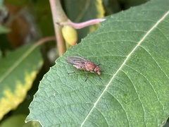 Sciomyzoidea
