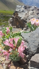 Alstroemeria umbellata